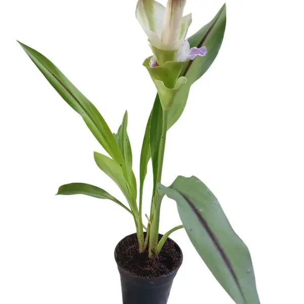 Curcuma White