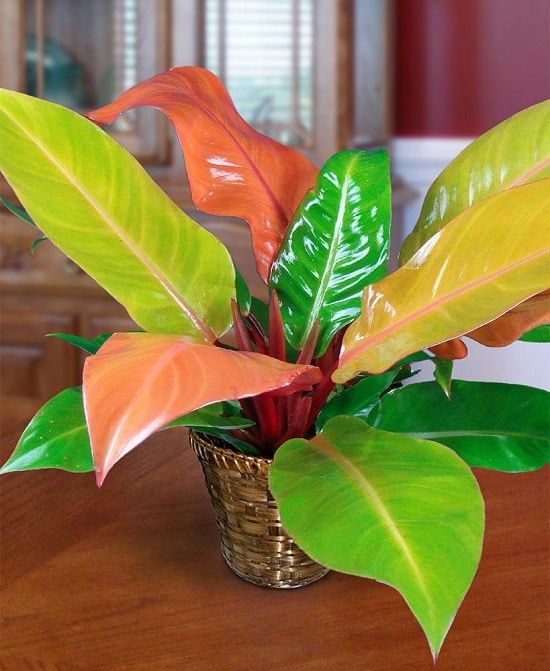 Philodendron orange splendor