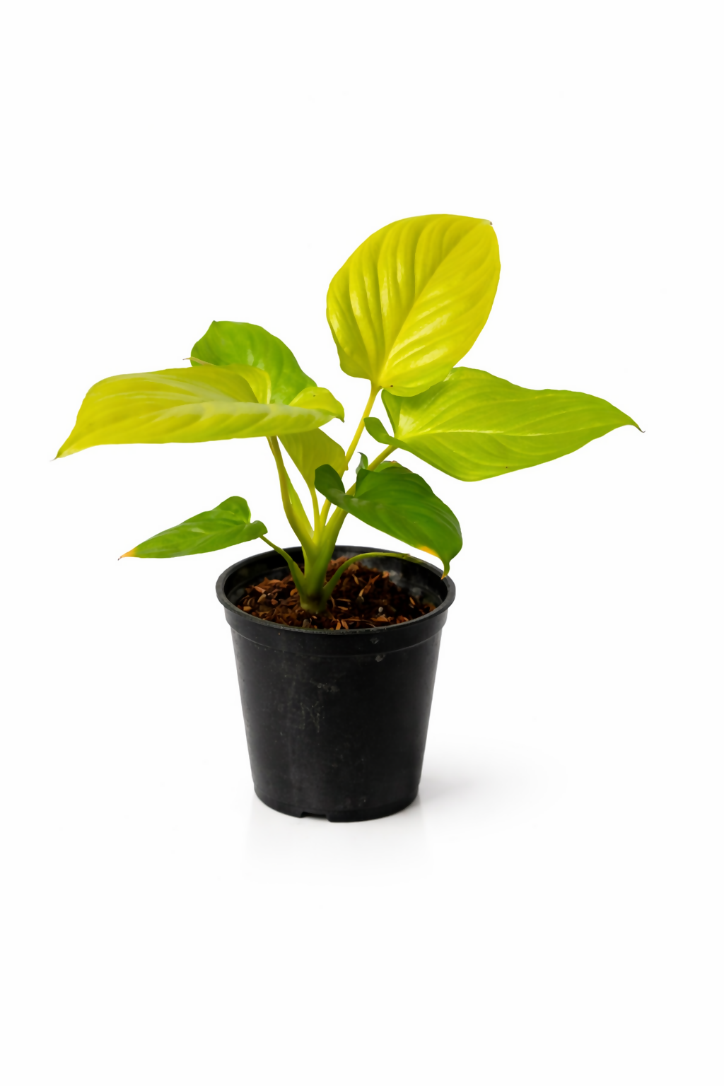 The Lush Flora Homalomena Gold Indoor Plant