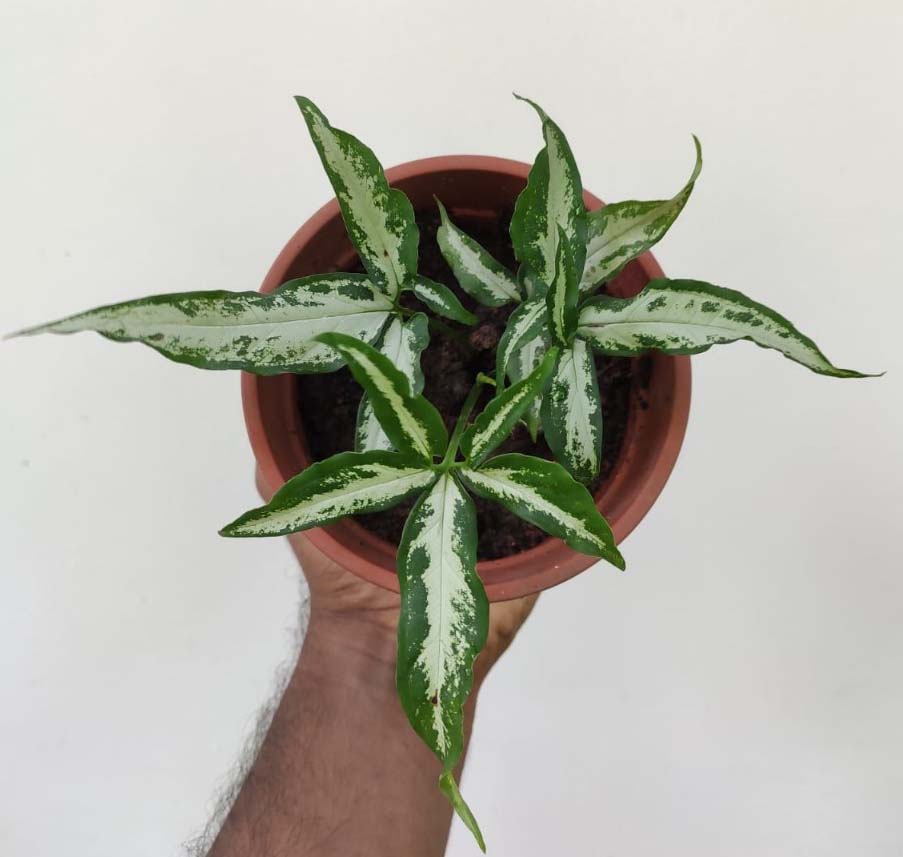 Little Star Syngonium - Rare