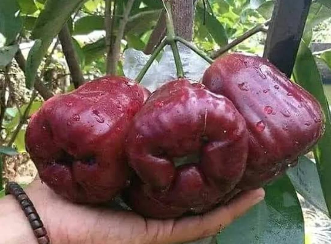Delhari Chamba Fruit Plant - Keyfarm Wayanad