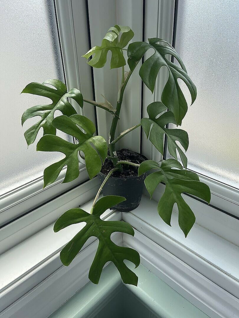 Monstera Rhaphidophora Pertusa