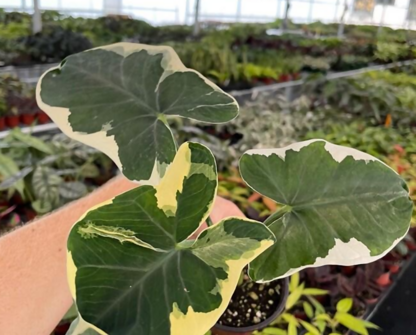 Alocasia Mickey Mouse- Rare Alocasia- Unique Tropical Foliage Plant