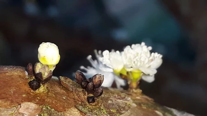 Jaboticaba Sabara Fruit Plant (Plinia Cauliflora)