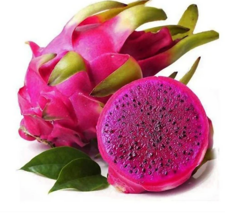 Dragon Fruit (Pink Flesh) Plant (Selenicereus Undatus)