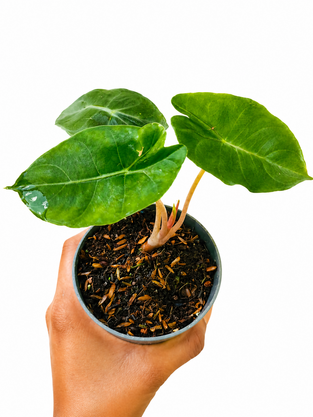 Alocasia Pink Dragon