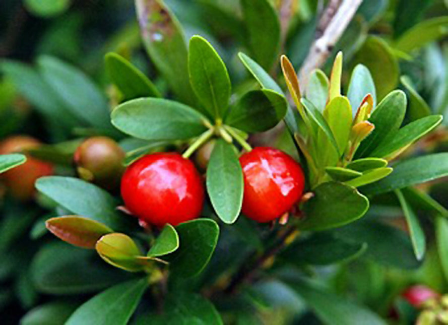 Cerejinha De Mattos Fruit Plants (Eugenia Mattosii)