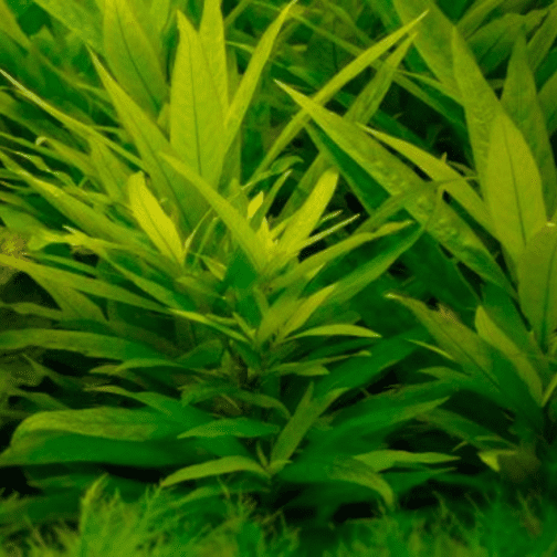 Hygrophila guianensis (large pot)