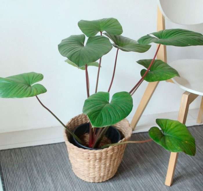 Homalomena Rubescene Maggy- Big Plant