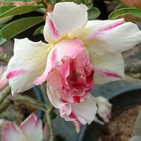 Adenium Plant - 60