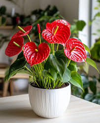 Red Anthurium Live Plant – Rare Starter TC Plant – Foliages India