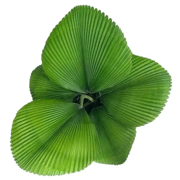 Licuala Orbicularis -Super Rare