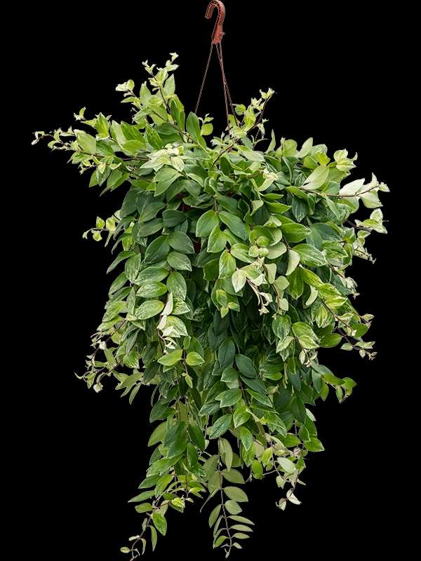 Lipstick Plant Variegated