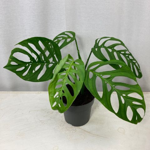 Philodendron Esqueleto