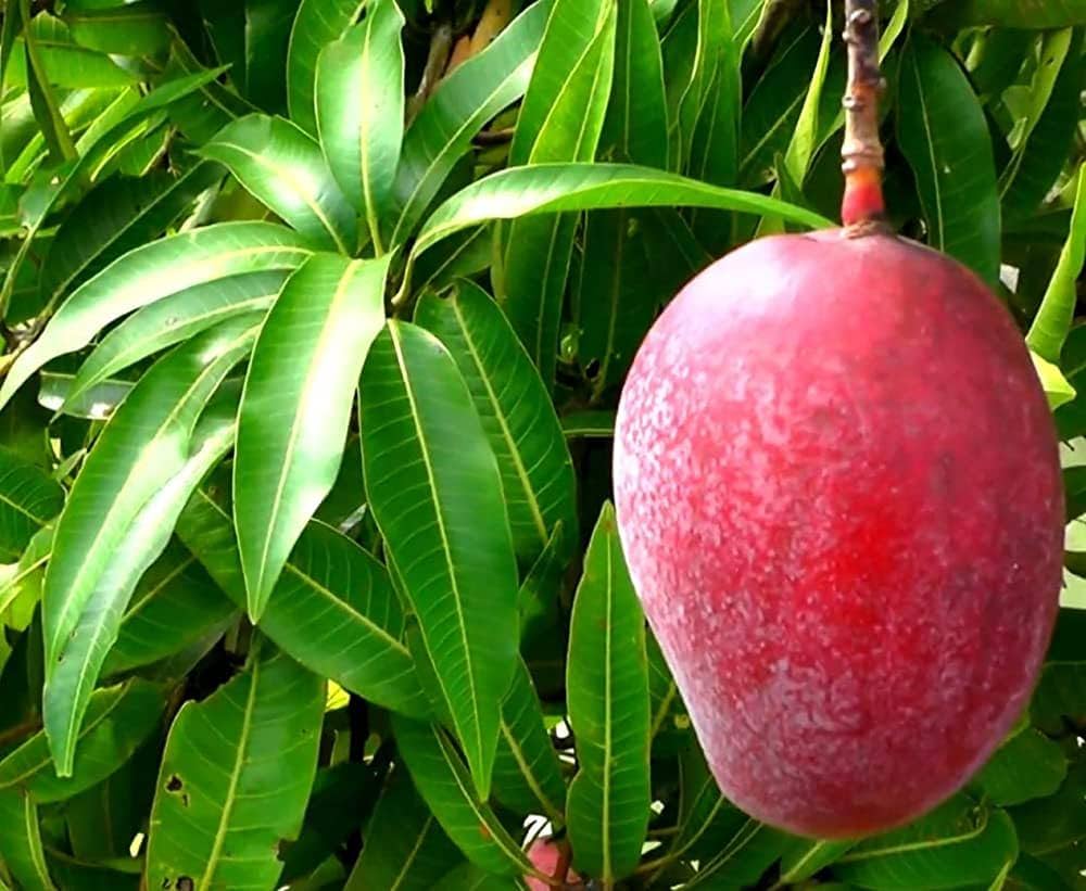 Jumbo Red R2E2 Mango Plant - Premium Fruit Tree - Keyfarm Wayanad