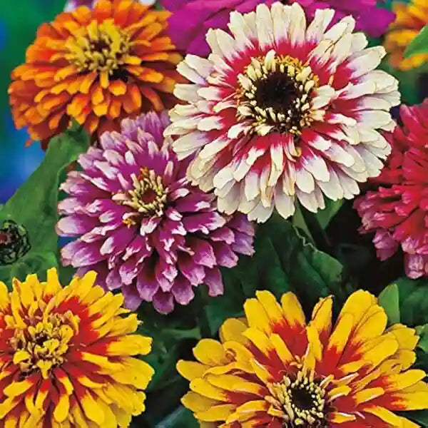 Zinnia - Seeds