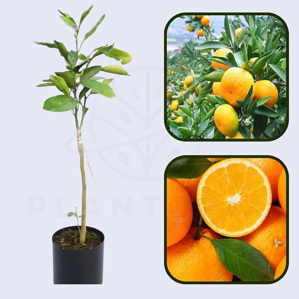 Golden Jaadhi Citrus Plant - Exotic Citrus Fruit - Keyfarm Wayanad