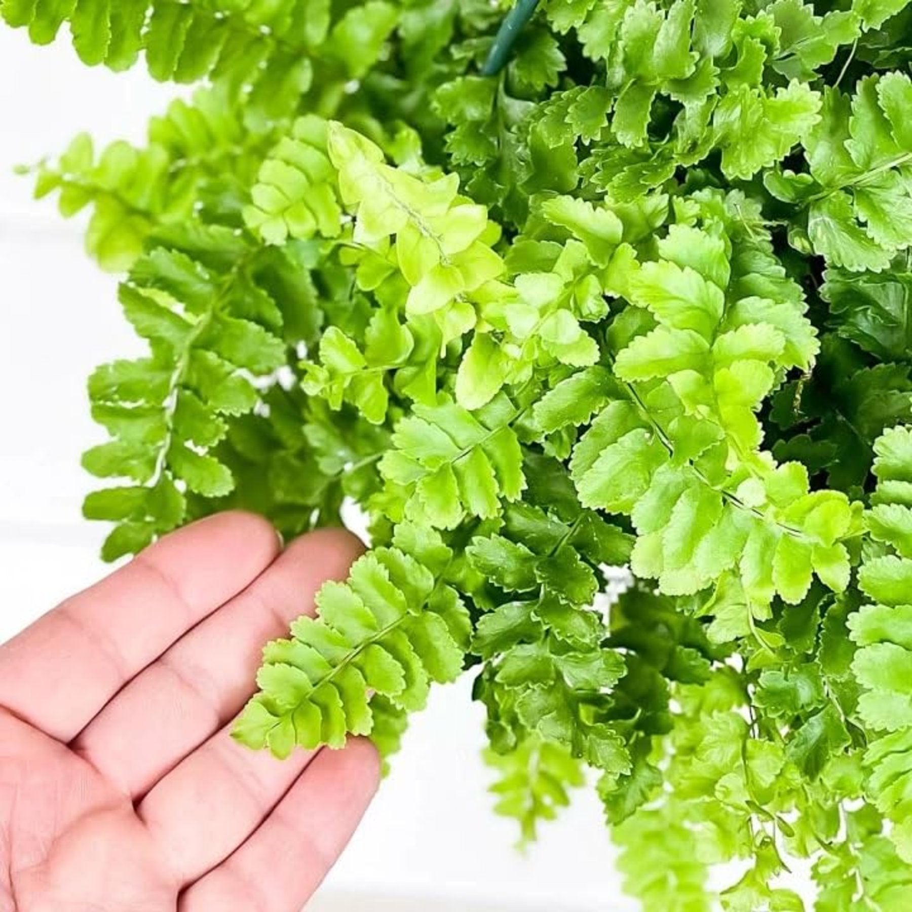 Pom Pom Fern close up leaf detail – healthy nursery plant – Foliages.in