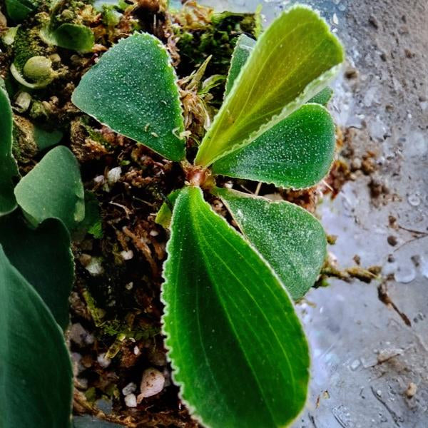 Homalomena Sp. Dolphin