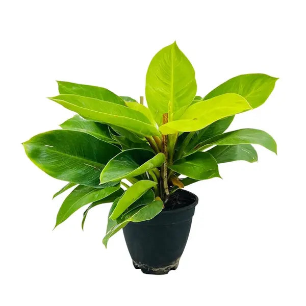 Philodendron Moonshine