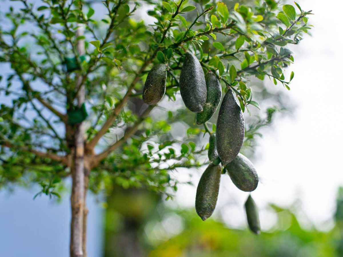 Finger Lime Plant - Live Fruit Tree - Keyfarm Wayanad