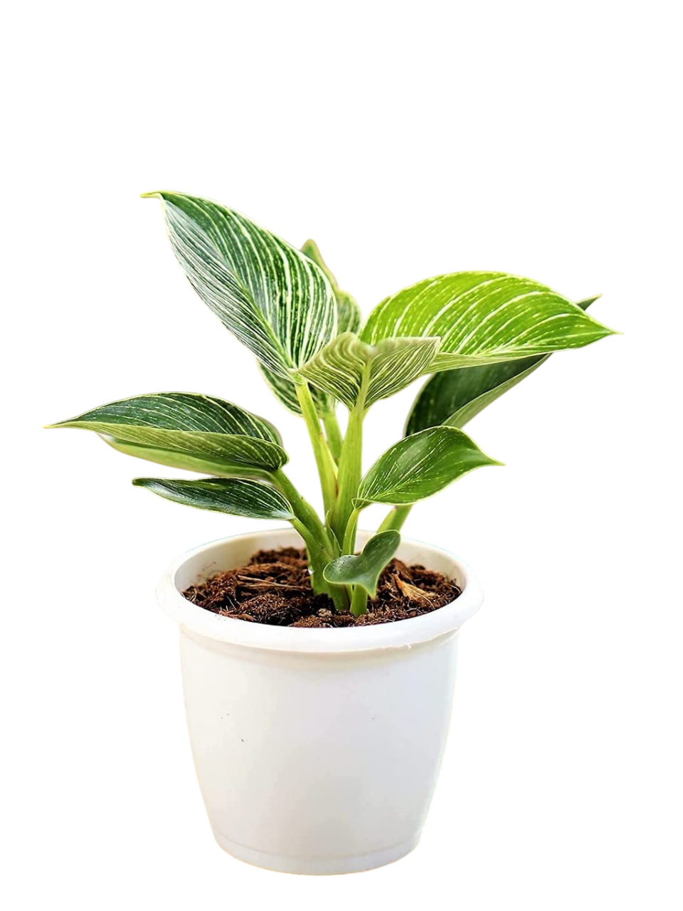 Philodendron Birkin Mini