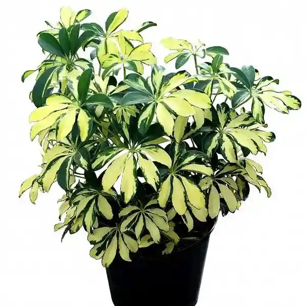 Schefflera Miniature Variegated
