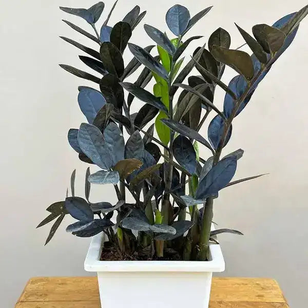 Black zz plant, Raven ZZ Plant