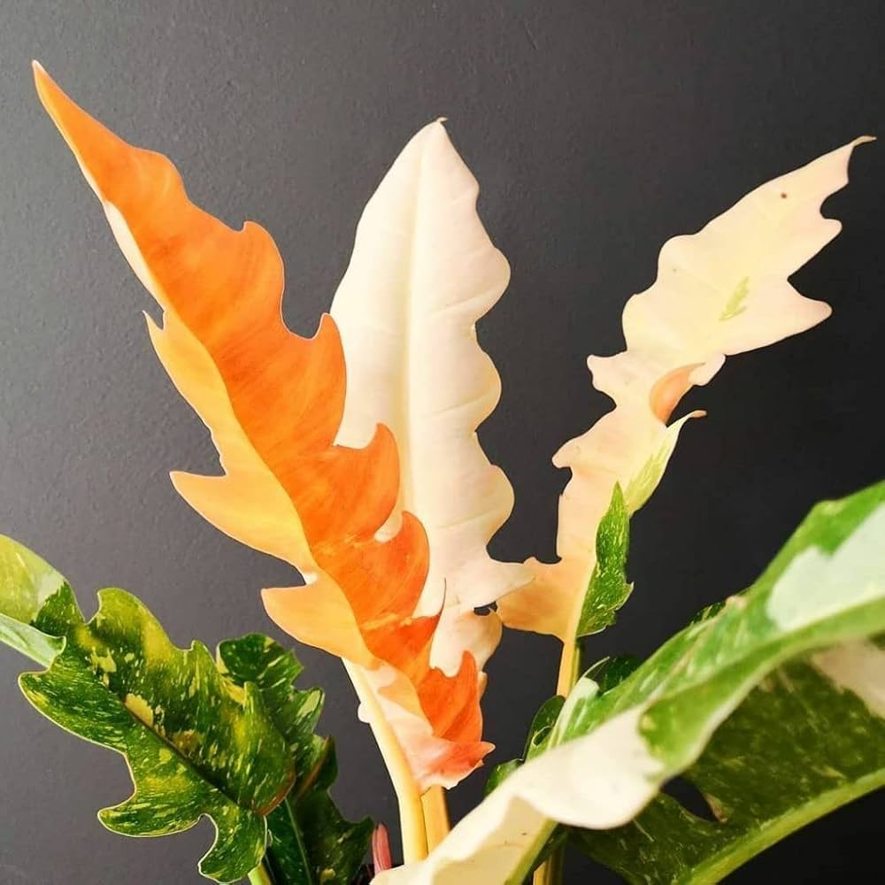 Philodendron Ring of Fire Varigated