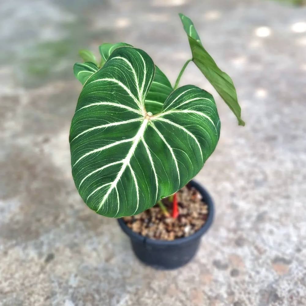Philodendron Gloriosum zebra – Foliages.in