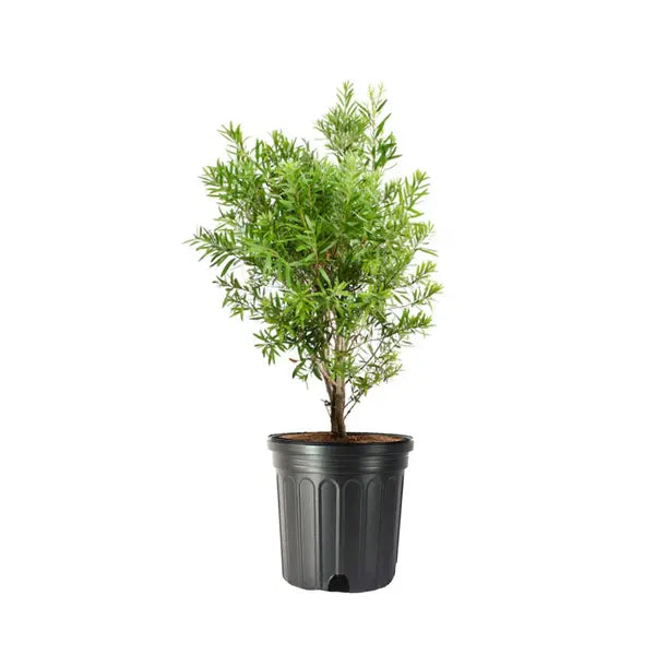 Bottle Brush White
