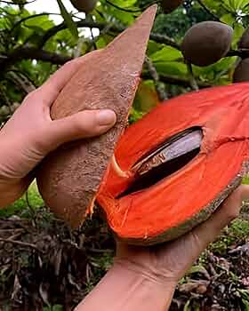 Mamey Sapote Plant - Large Tropical Fruit Tree - Keyfarm Wayanad