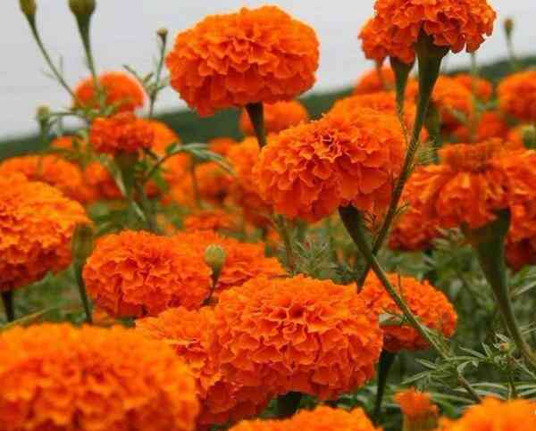 Marigold plant – Seeds