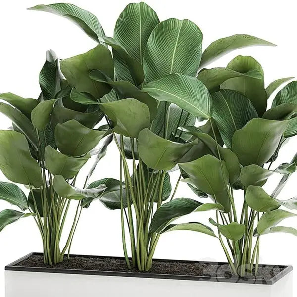 Calathea Lutea For Indoor