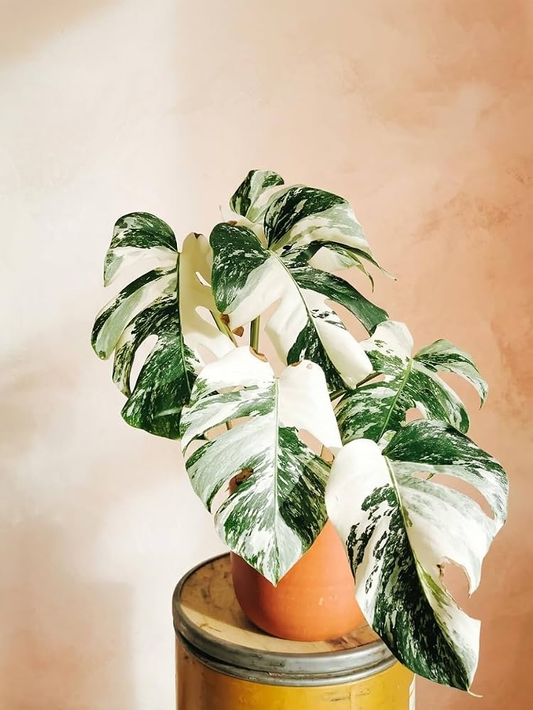 Monstera Albo Variegated White – Monstera deliciosa – Rare Collector's Plant – 6-inch Nursery Pot – Foliages India