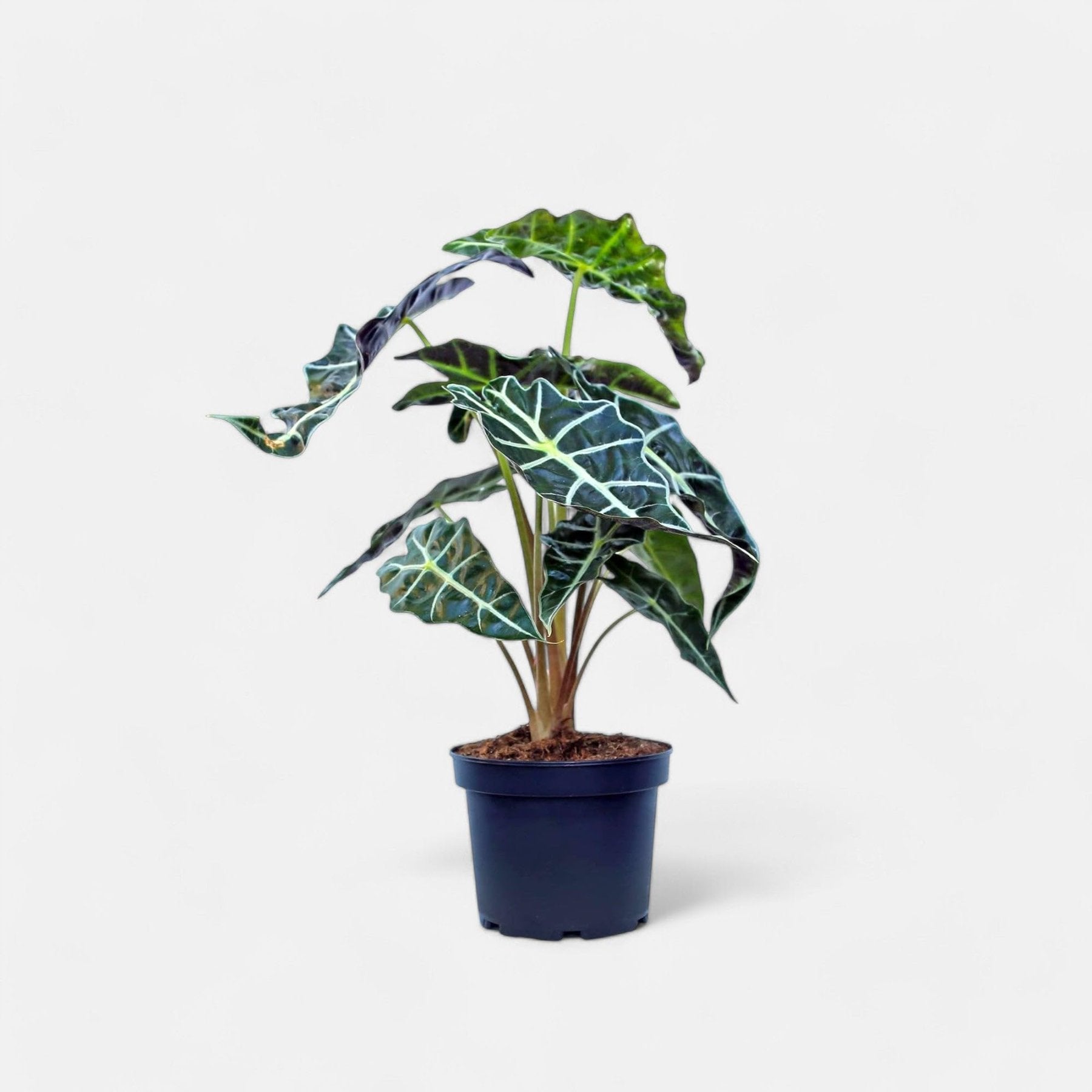 Alocasia Amazonica Polly close up leaf detail – healthy nursery plant – Foliages.in