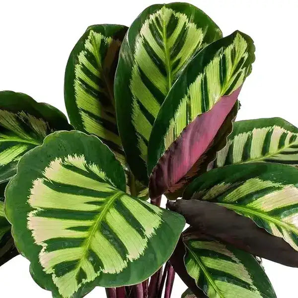 Calathea Roseopicta Illustrious - Rare