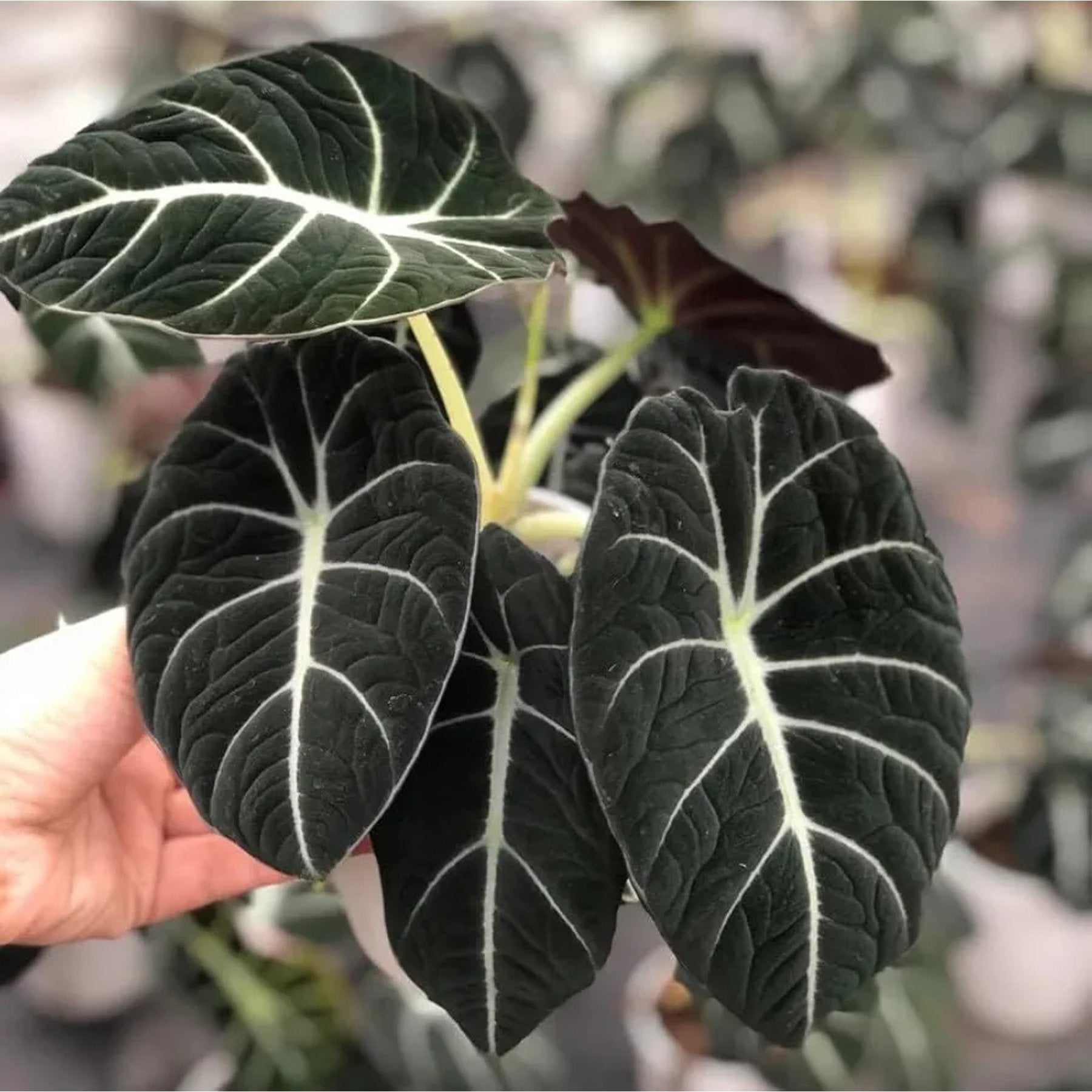 Alocasia Black Velvet – Close-up of Alocasia Black Velvet's dark, velvety foliage with prominent veins – Foliages India