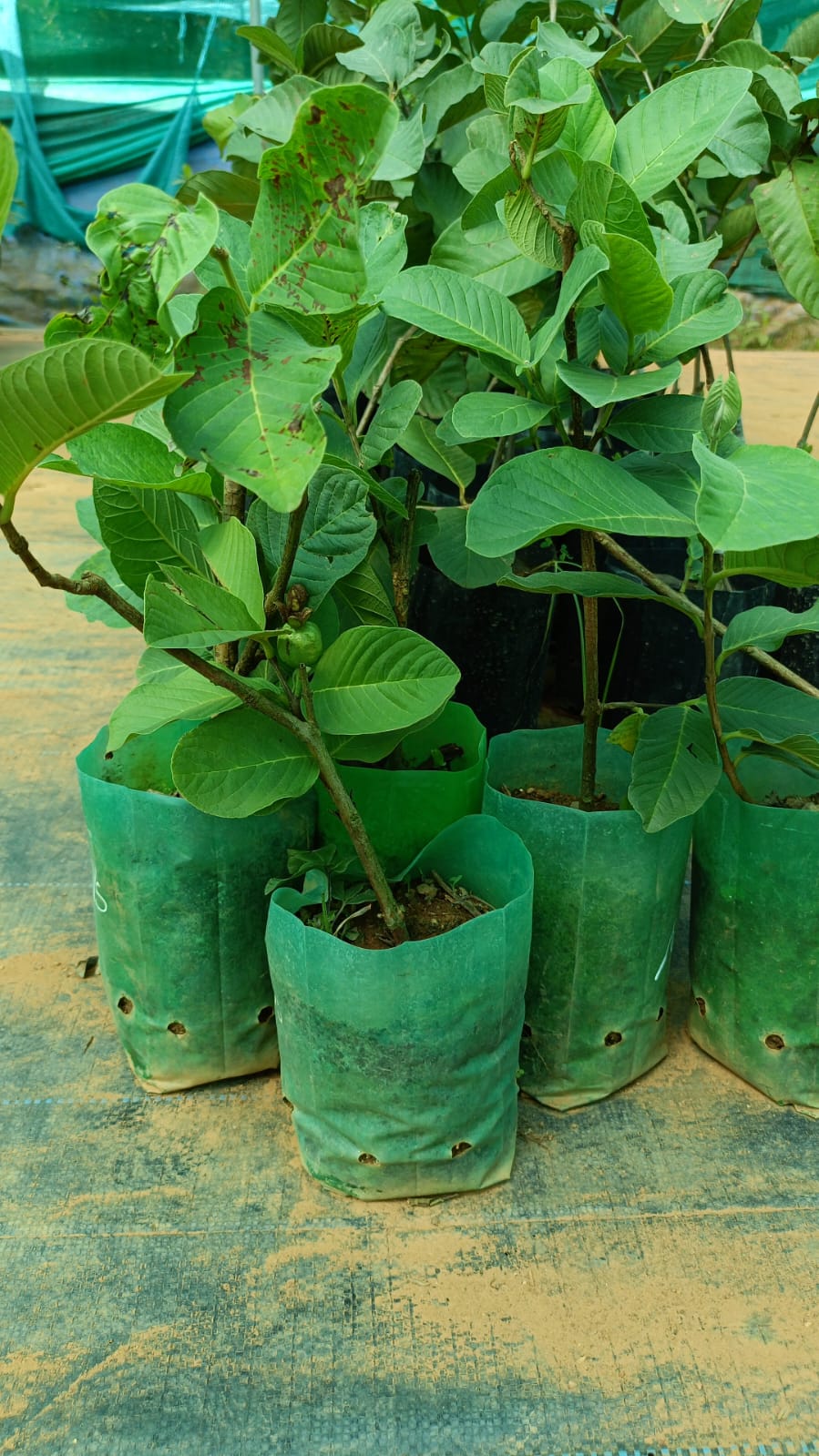 Seedless Guava Plant - Delicious & Easy to Eat - Keyfarm Wayanad