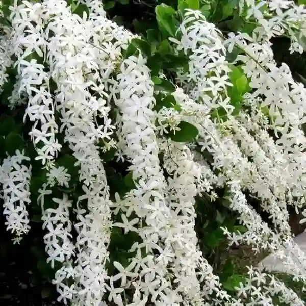 Petrea volubilis 'White'