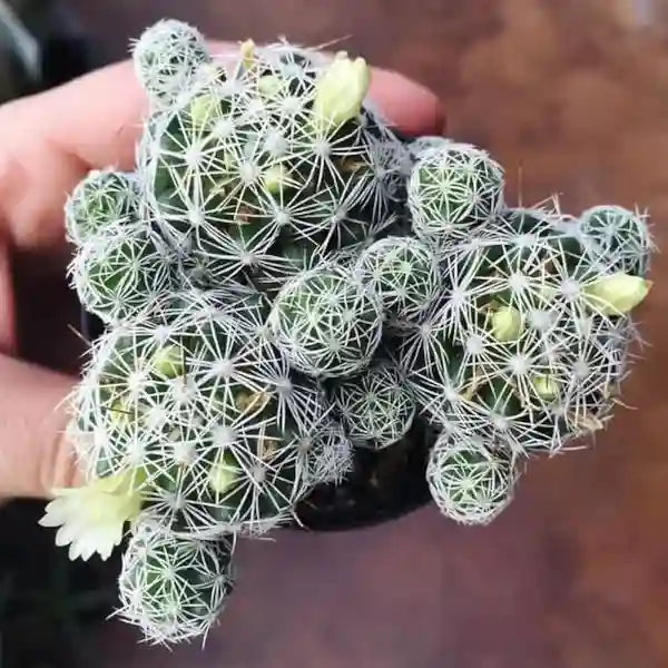 Mexican States, Mammillaria Vetula