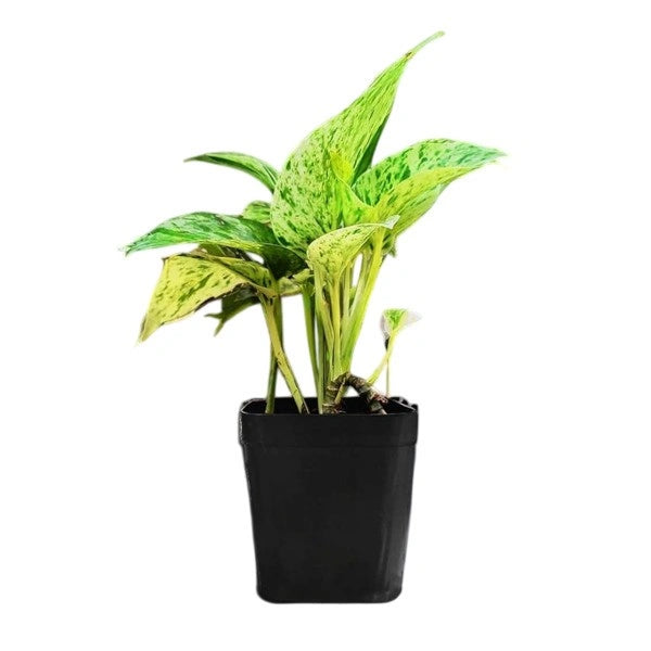 Marble Queen Pothos – Money Plant