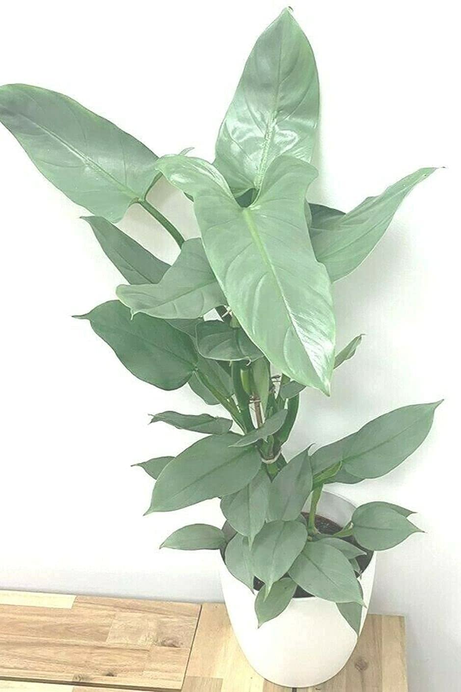Philodendron Silver Sword (Hastatum)