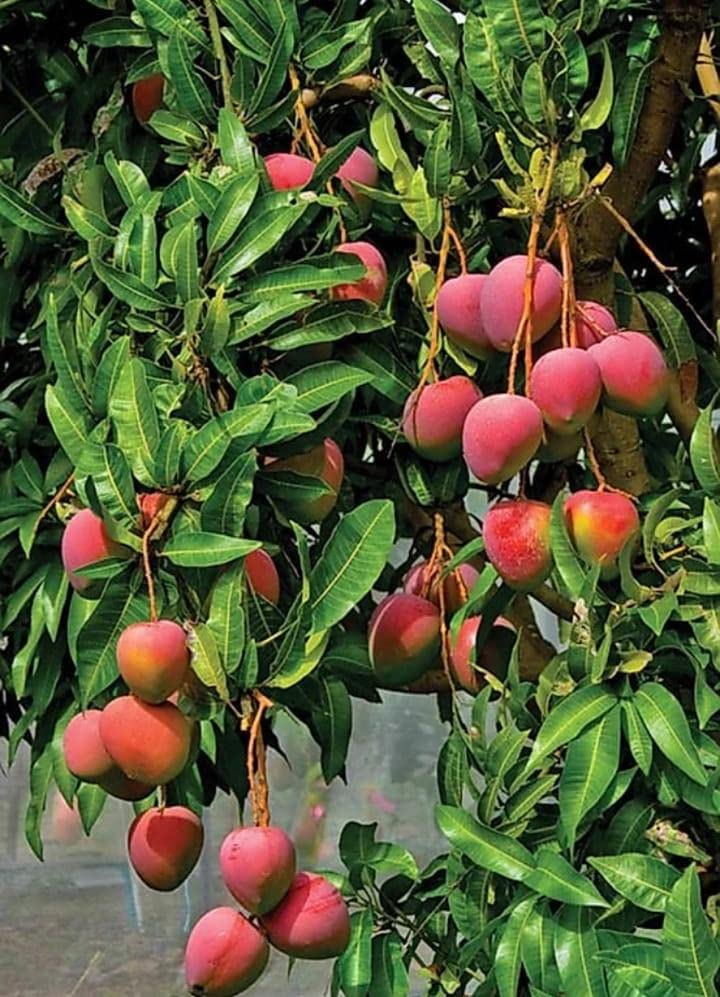 Jumbo Red R2E2 Mango Plant - Premium Fruit Tree - Keyfarm Wayanad