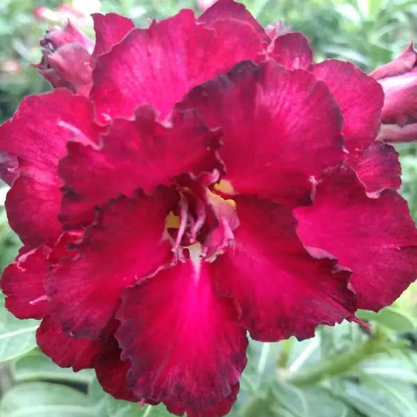 Adenium Plant - 62