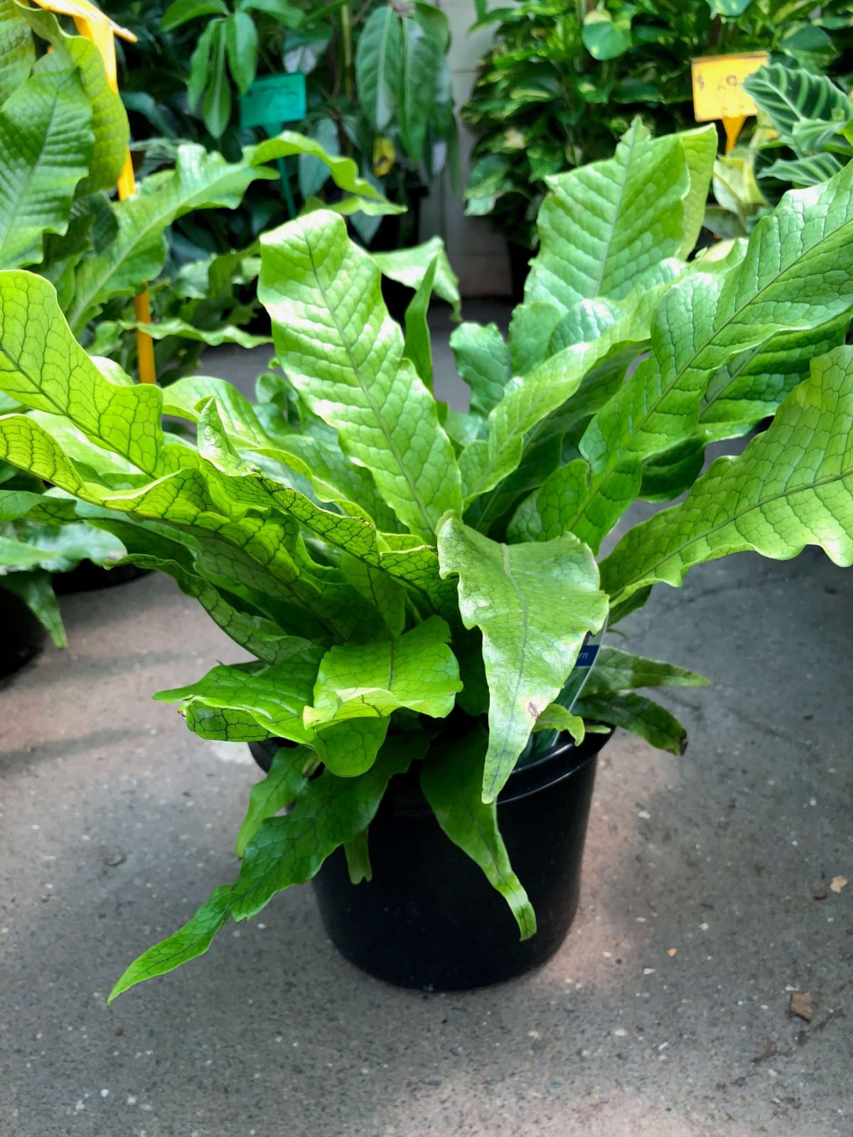 Crocodylus Fern leaf details and texture – healthy indoor plant
