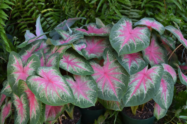 Caladium rosebud