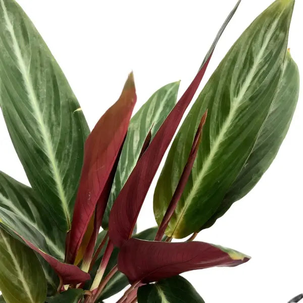 Stromanthe Stripestar Plant