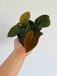 Homolomena Humilis Red potted indoor plant – ships pan-India