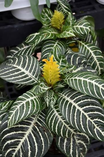 Zebra plant - Aphelandra squarrosa